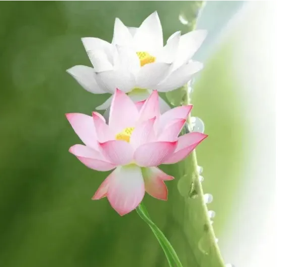 微信图片_20240605141036.png 微信图片_20240605141036.png